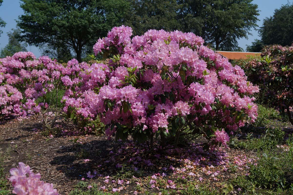 Rhododendron English Roseum - View 19 from www redcrocus com