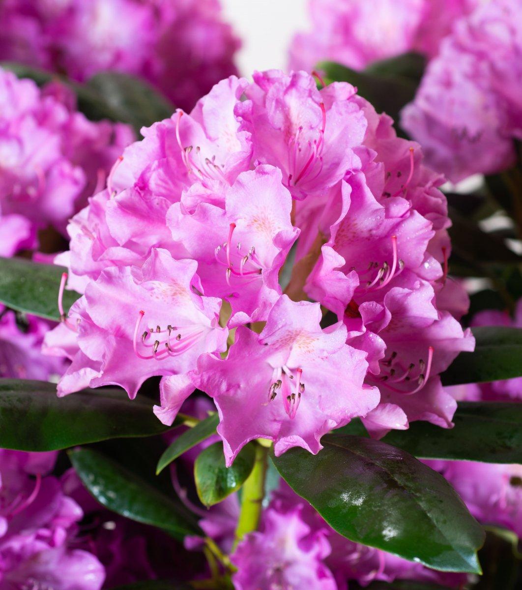 Rhododendron English Roseum - View 20 from www redcrocus com