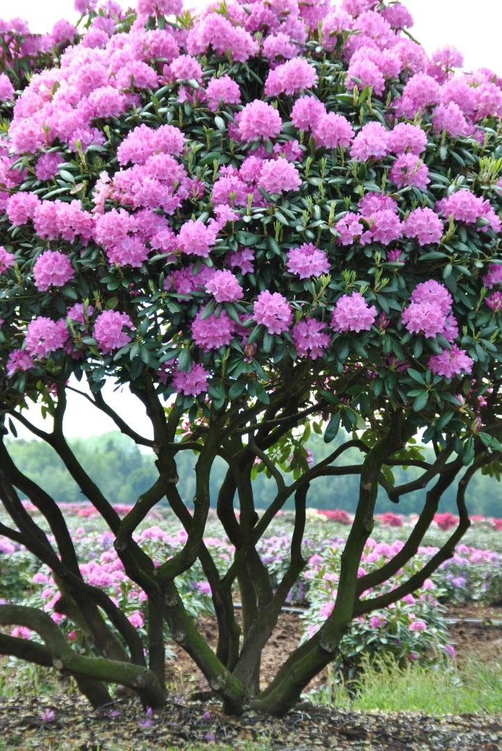 Rhododendron English Roseum - View 2 from www redcrocus com