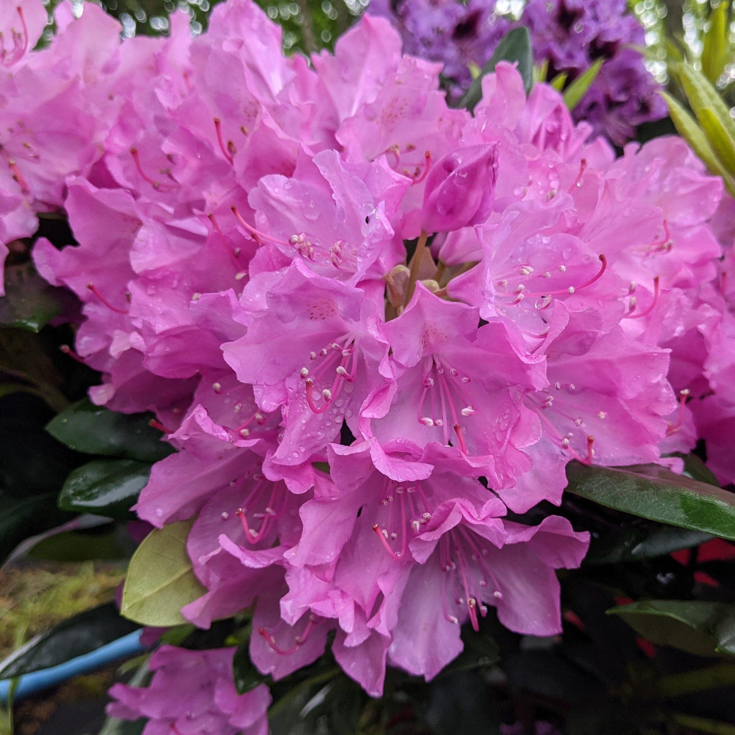 Rhododendron English Roseum - View 3 from www redcrocus com