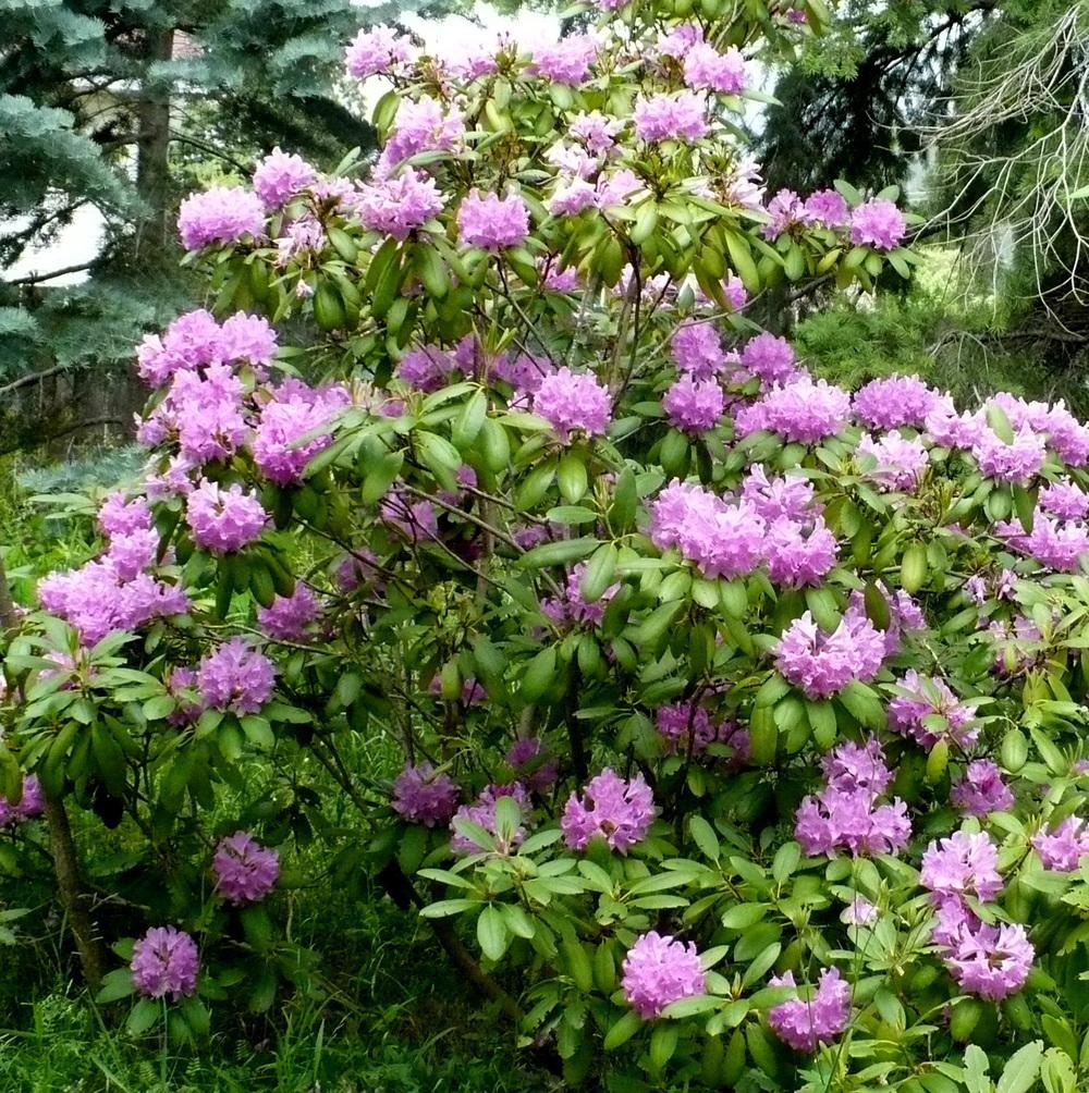 Rhododendron English Roseum - View 4 from www redcrocus com