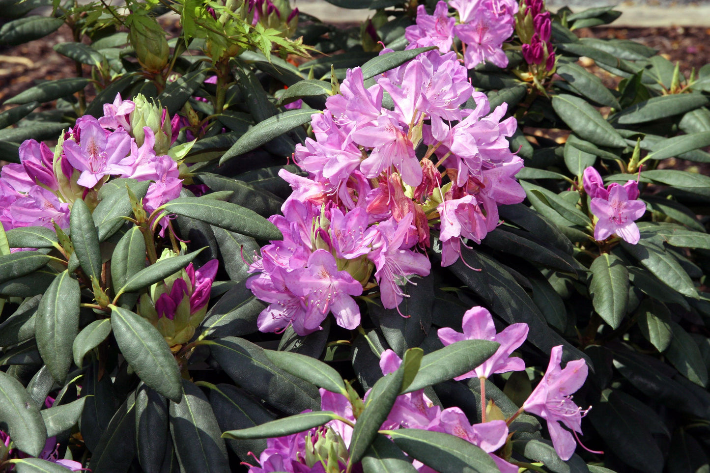 Rhododendron English Roseum - View 6 from www redcrocus com