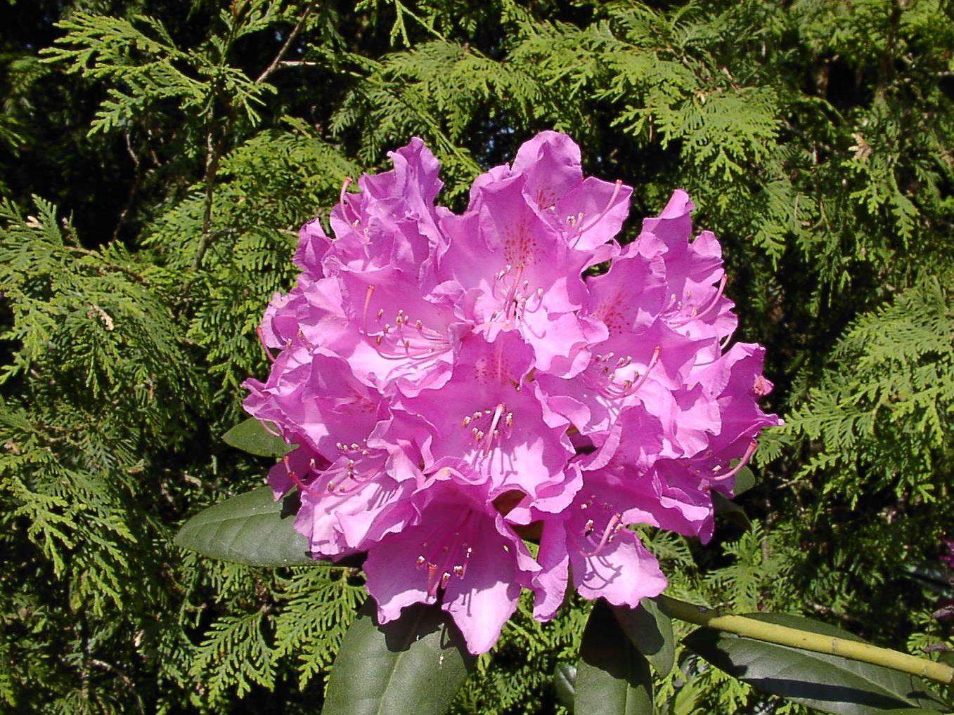 Rhododendron English Roseum - View 7 from www redcrocus com