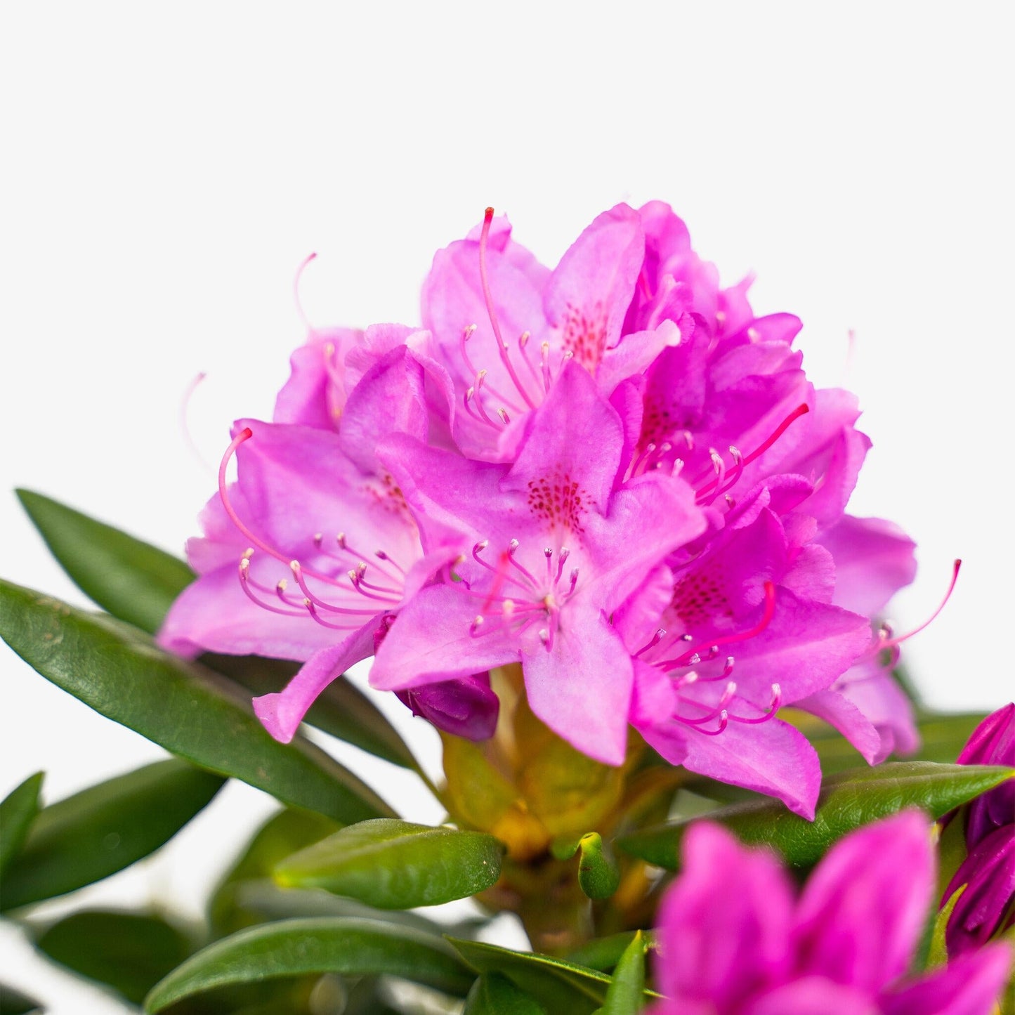 Rhododendron English Roseum - View 9 from www redcrocus com