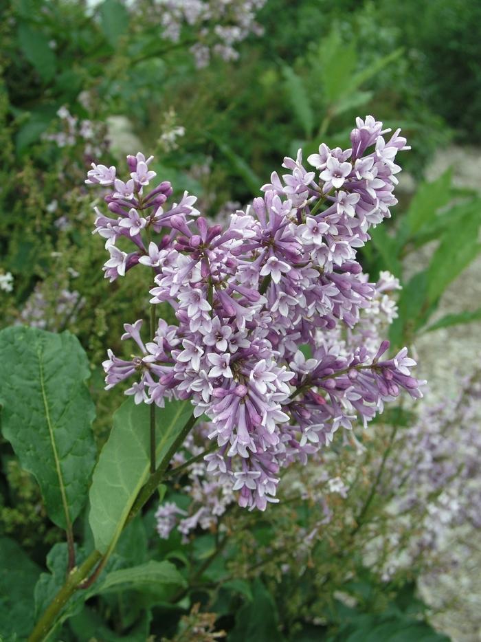 Syringa Prestoniae Donald Wyman - View 11 from www redcrocus com
