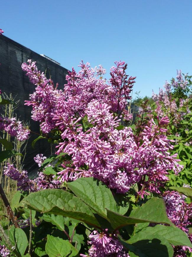 Syringa Prestoniae Donald Wyman - View 12 from www redcrocus com