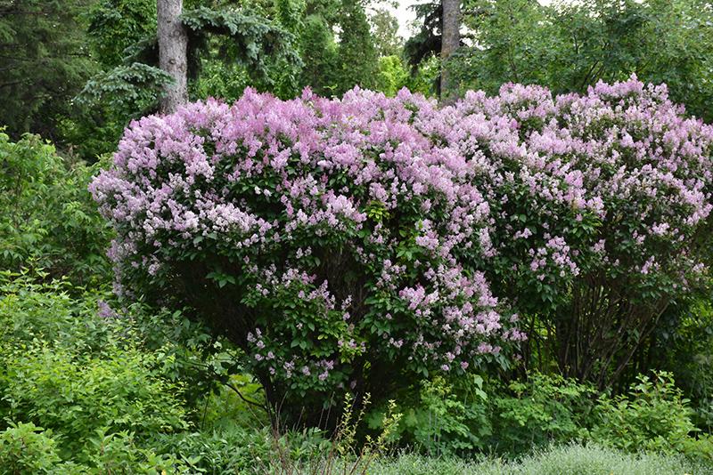 Syringa Prestoniae Donald Wyman - View 13 from www redcrocus com