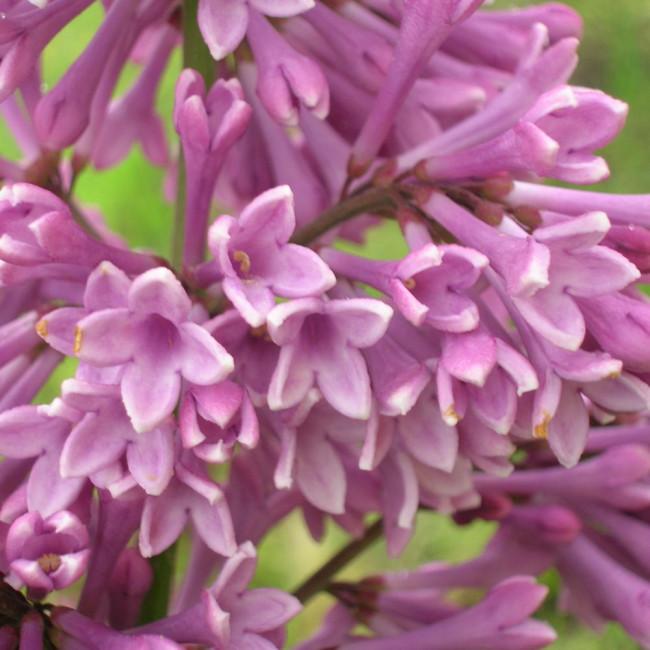Syringa Prestoniae Donald Wyman - View 14 from www redcrocus com