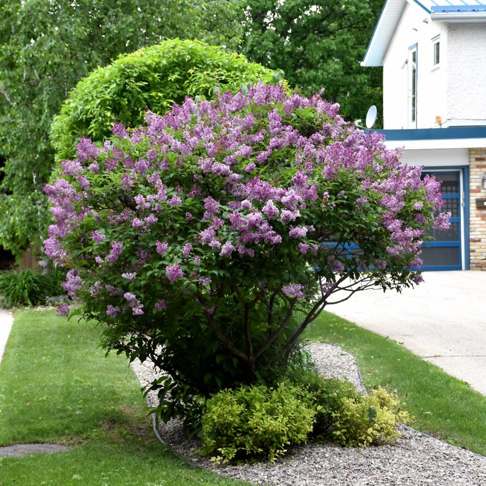 Syringa Prestoniae Donald Wyman - View 15 from www redcrocus com