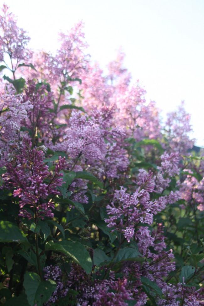 Syringa Prestoniae Donald Wyman - View 16 from www redcrocus com