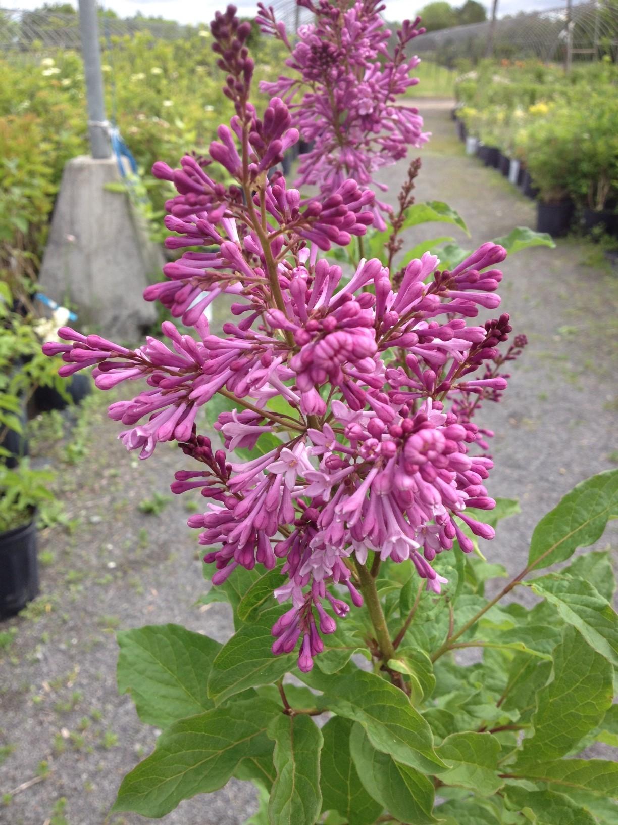 Syringa Prestoniae Donald Wyman - View 19 from www redcrocus com