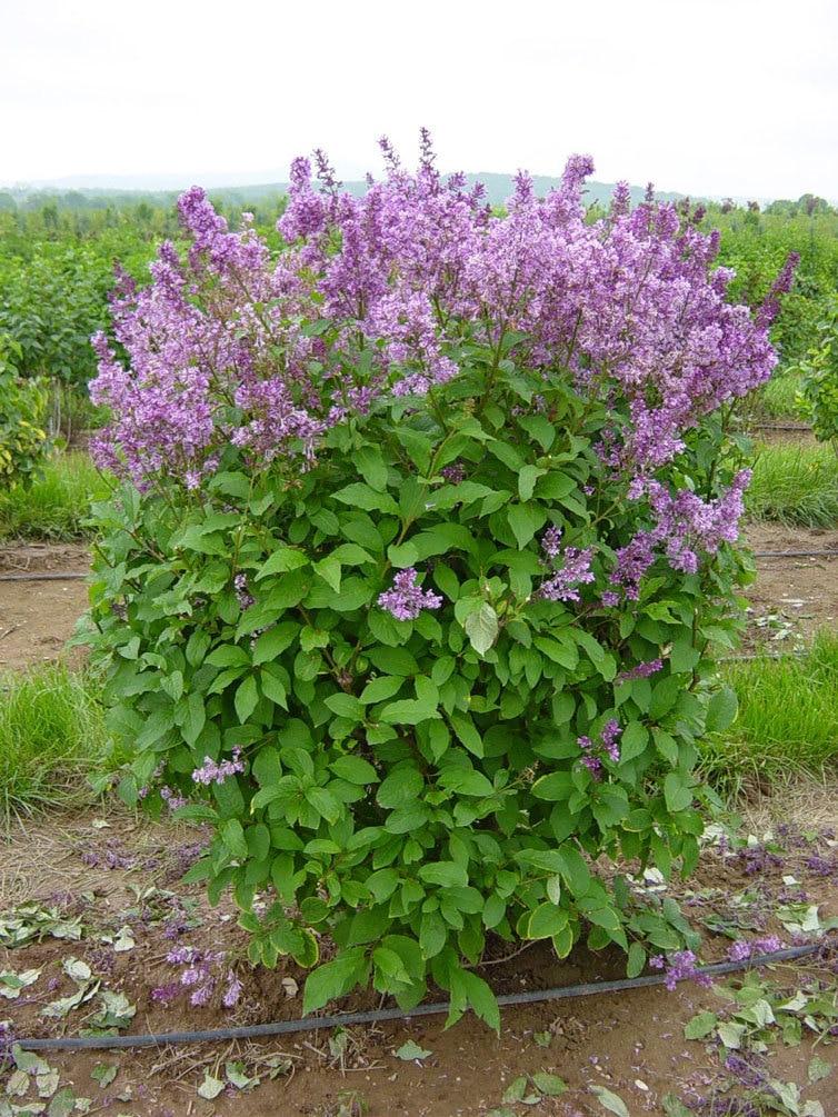 Syringa Prestoniae Donald Wyman - View 1 from www redcrocus com