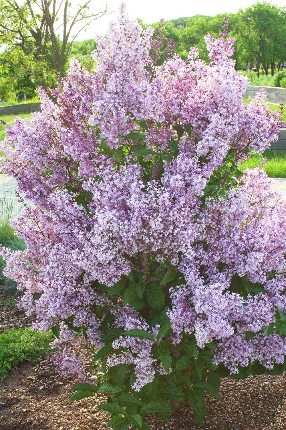 Syringa Prestoniae Donald Wyman - View 20 from www redcrocus com