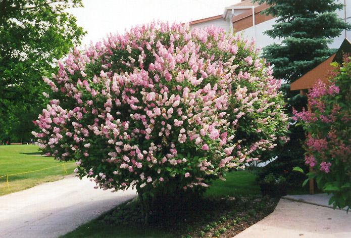 Syringa Prestoniae Donald Wyman - View 2 from www redcrocus com