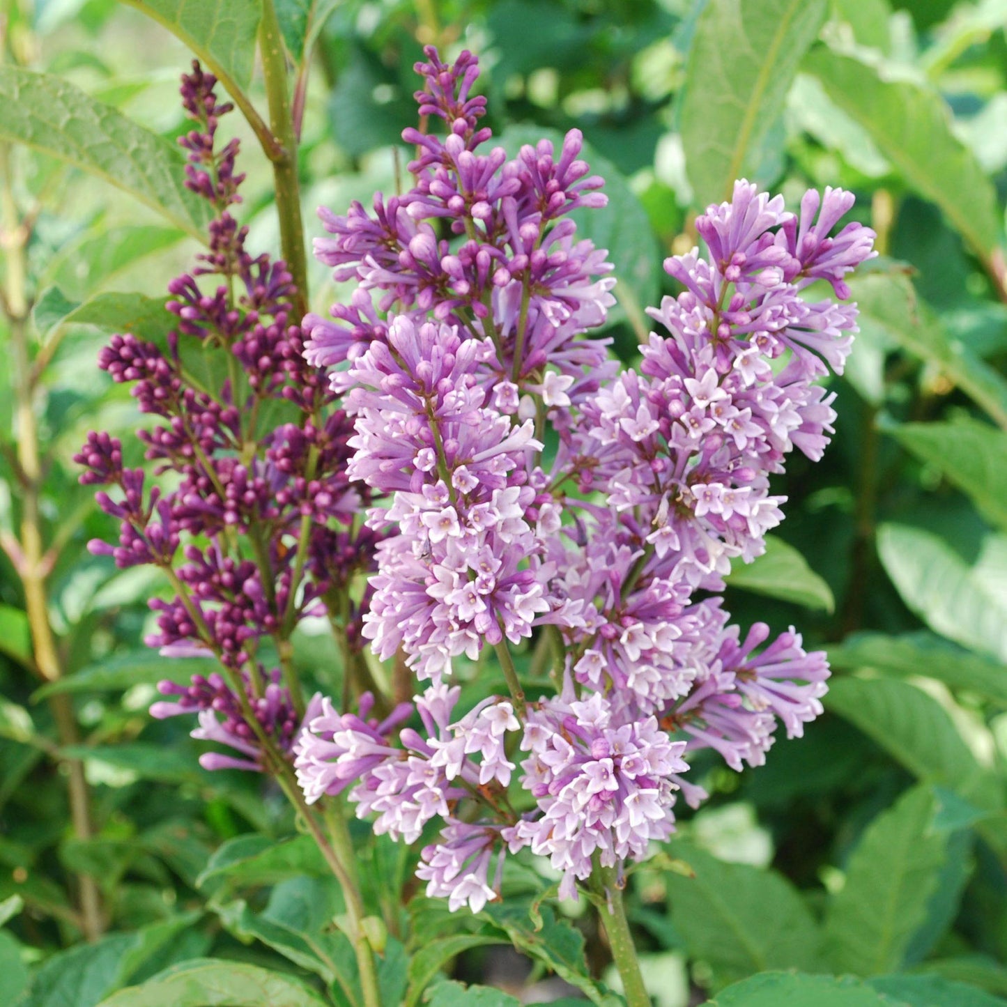 Syringa Prestoniae Donald Wyman - View 5 from www redcrocus com