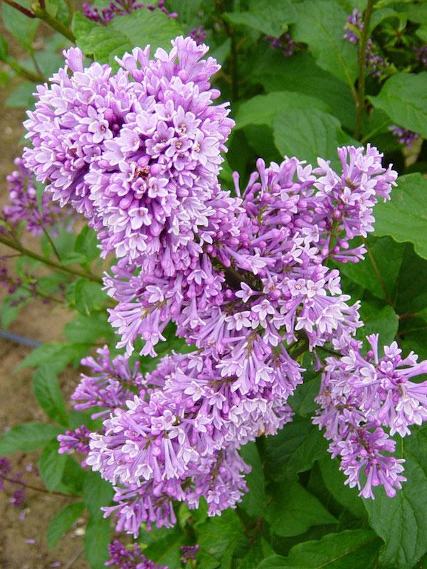 Syringa Prestoniae Donald Wyman - View 6 from www redcrocus com