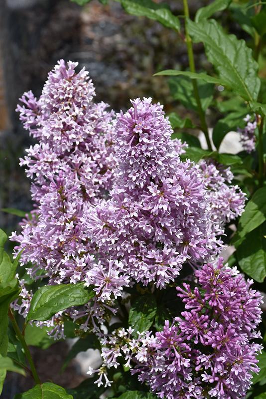 Syringa Prestoniae Donald Wyman - View 7 from www redcrocus com
