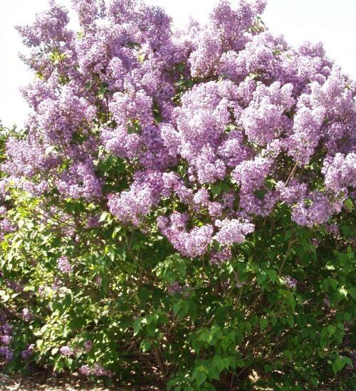 Syringa Prestoniae Donald Wyman - View 8 from www redcrocus com