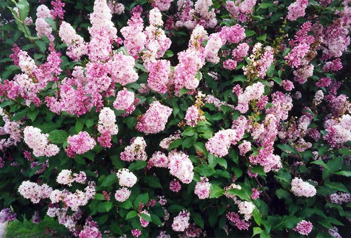 Syringa Prestoniae Donald Wyman - View 9 from www redcrocus com