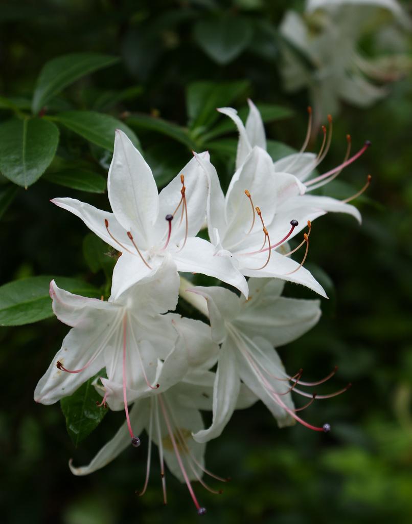 Azalea Weston S Innocence - View 10 from www redcrocus com