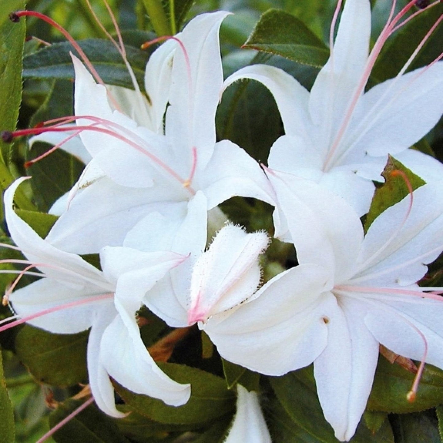 Azalea Weston S Innocence - View 14 from www redcrocus com