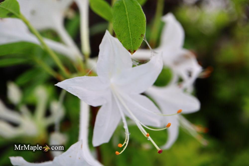 Azalea Weston S Innocence - View 15 from www redcrocus com