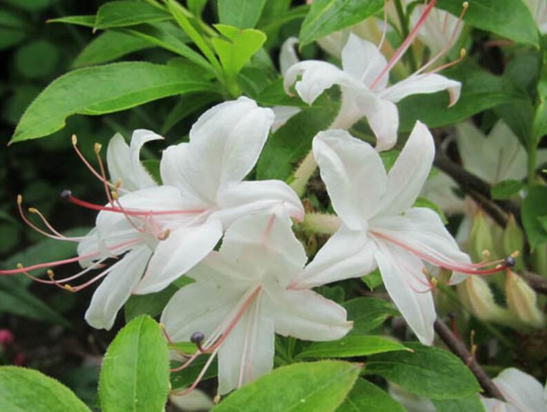 Azalea Weston S Innocence - View 16 from www redcrocus com