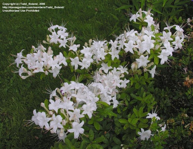 Azalea Weston S Innocence - View 18 from www redcrocus com