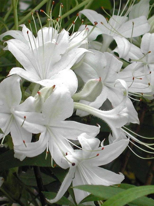 Azalea Weston S Innocence - View 1 from www redcrocus com