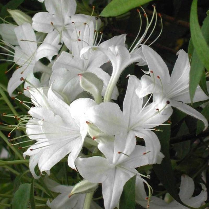 Azalea Weston S Innocence - View 2 from www redcrocus com