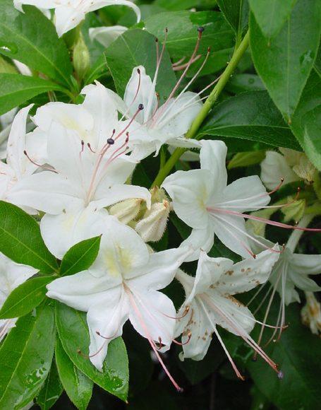Azalea Weston S Innocence - View 3 from www redcrocus com