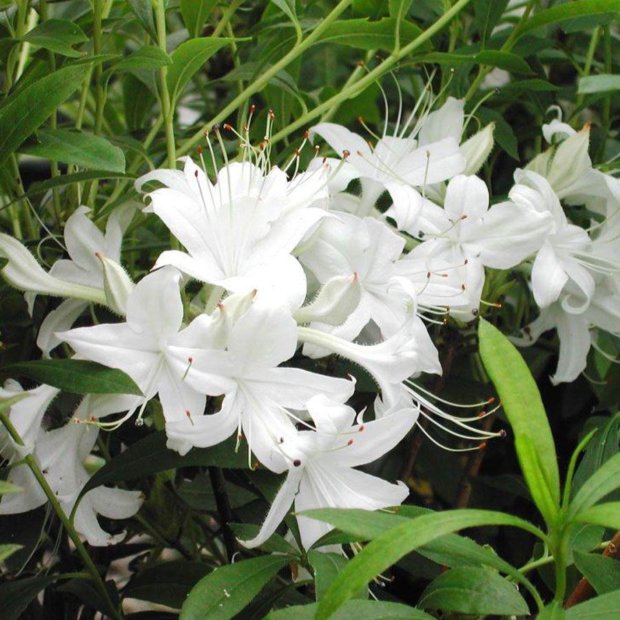 Azalea Weston S Innocence - View 5 from www redcrocus com