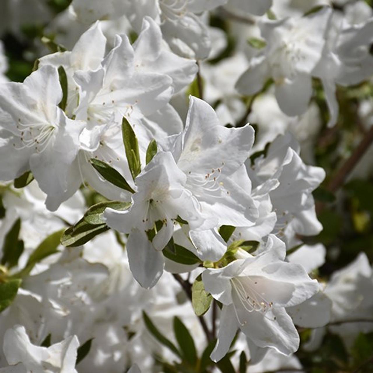 Azalea Weston S Innocence - View 6 from www redcrocus com