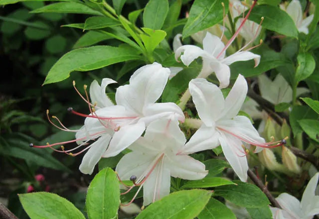 Azalea Weston S Innocence - View 8 from www redcrocus com