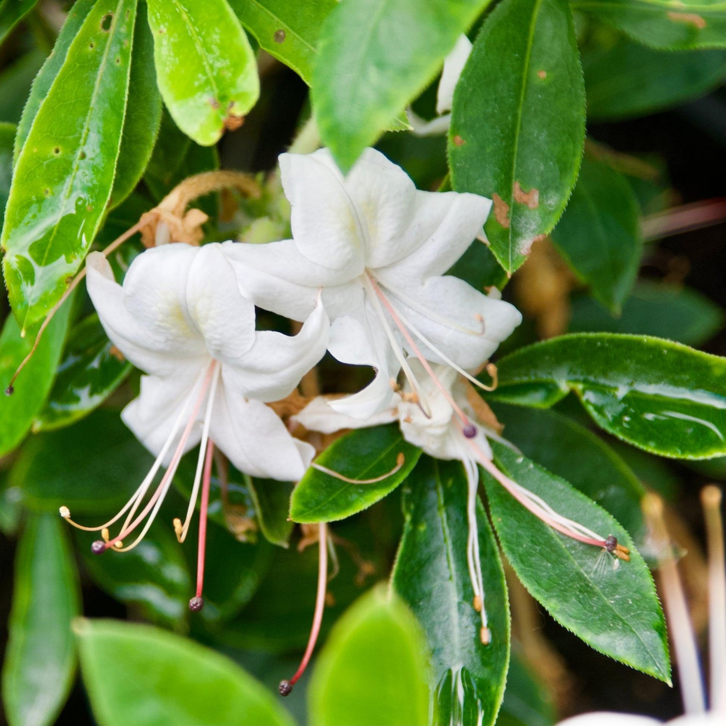 Azalea Weston S Innocence - View 9 from www redcrocus com