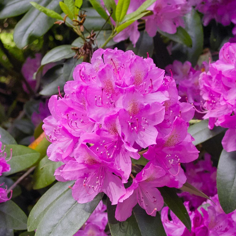 Rhododendron Roseum Elegans - View 10 from www redcrocus com