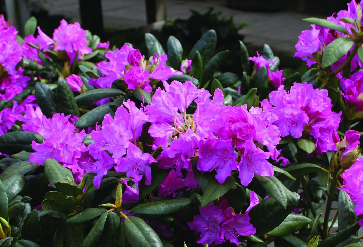 Rhododendron Roseum Elegans - View 18 from www redcrocus com
