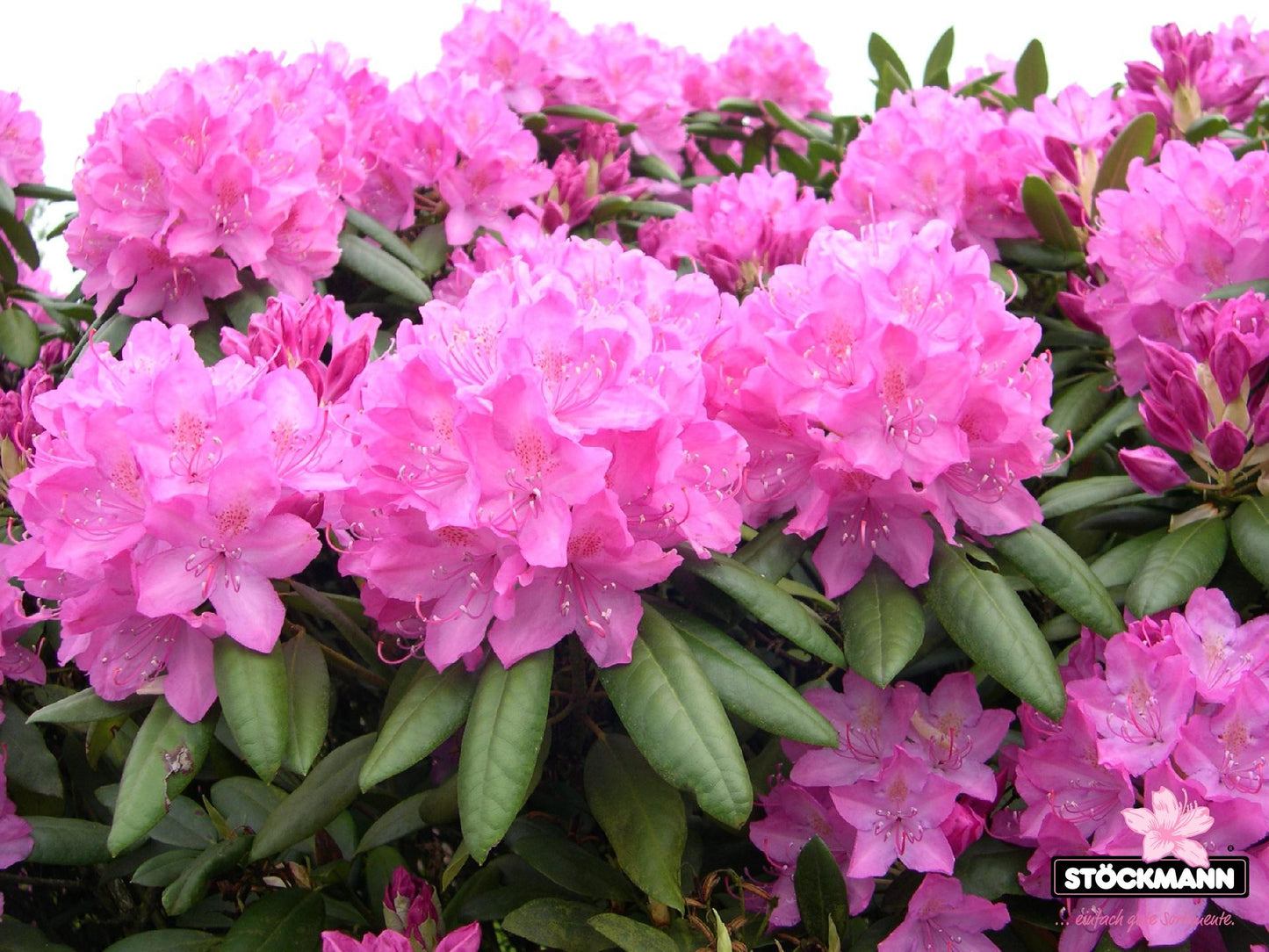 Rhododendron Roseum Elegans - View 7 from www redcrocus com