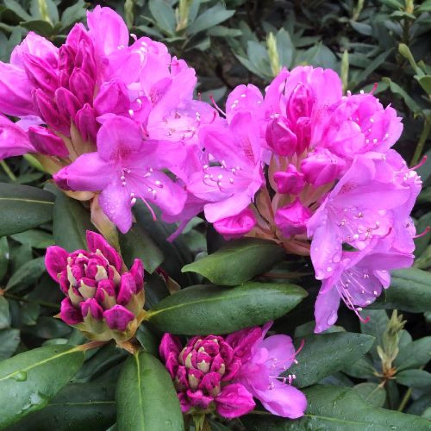 Rhododendron Roseum Elegans - View 8 from www redcrocus com