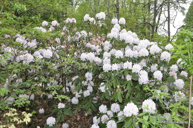 Rhododendron Album - View 16 from www redcrocus com