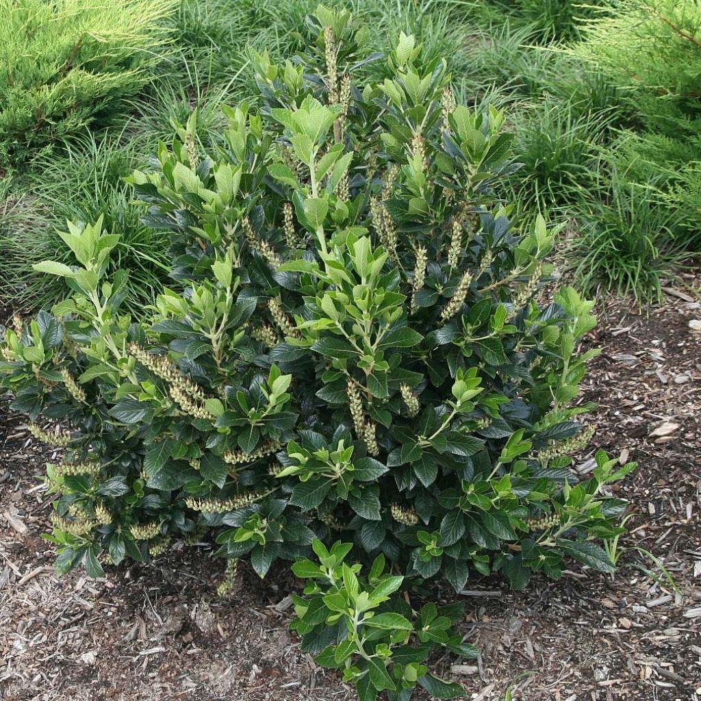 Clethra Alnifolia Sixteen Candles - View 12 from www redcrocus com