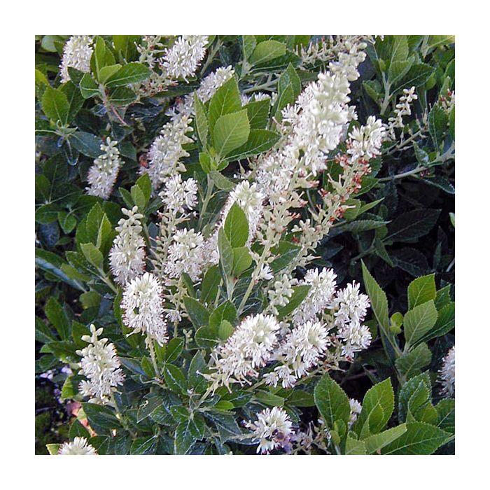 Clethra Alnifolia Sixteen Candles - View 13 from www redcrocus com
