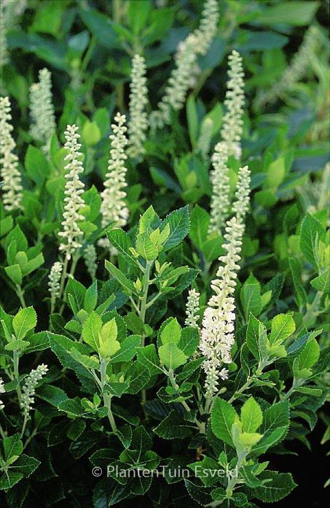 Clethra Alnifolia Sixteen Candles - View 14 from www redcrocus com