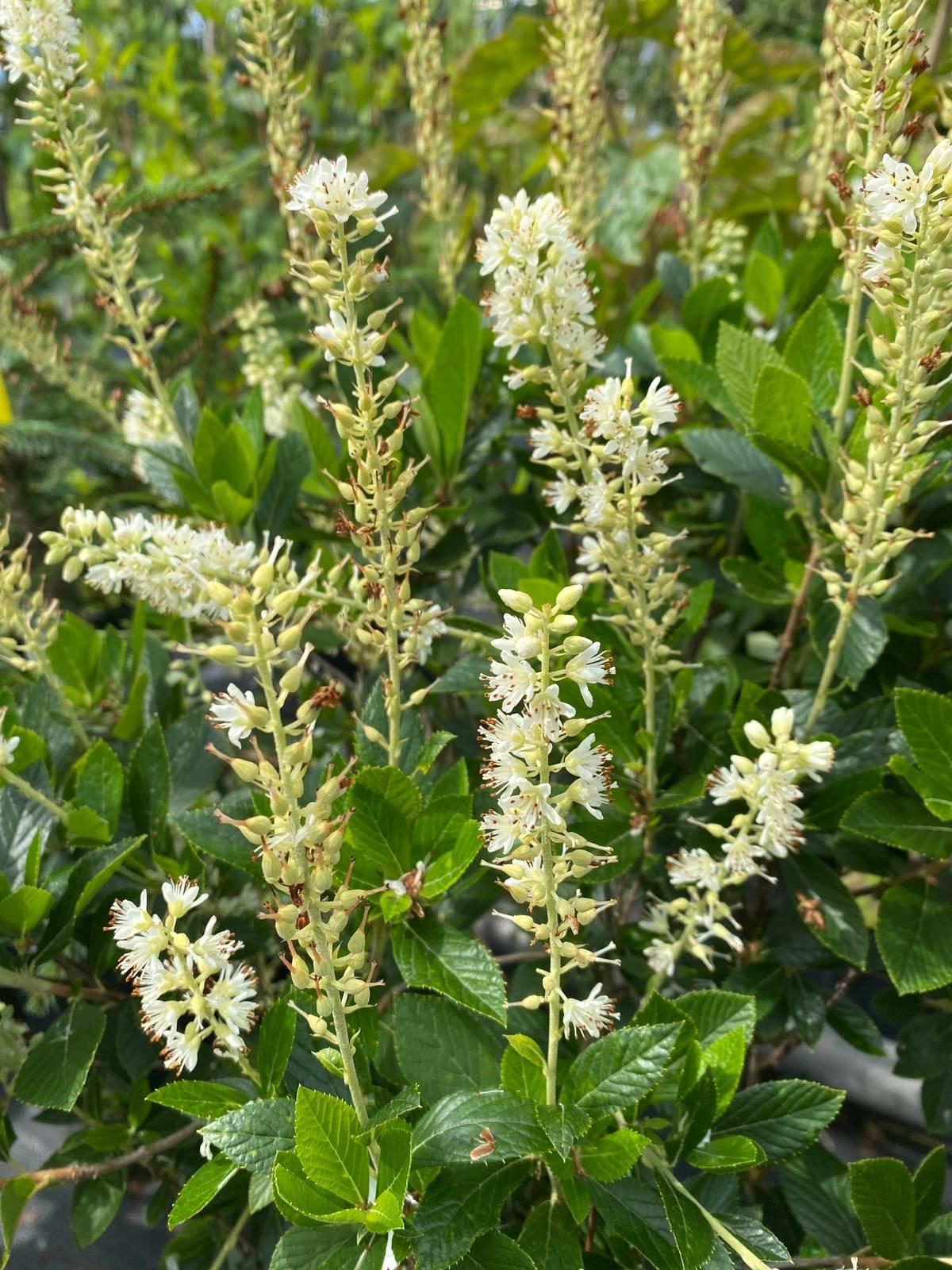 Clethra Alnifolia Sixteen Candles - View 15 from www redcrocus com