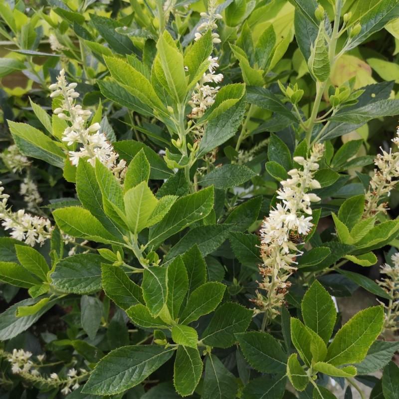 Clethra Alnifolia Sixteen Candles - View 16 from www redcrocus com