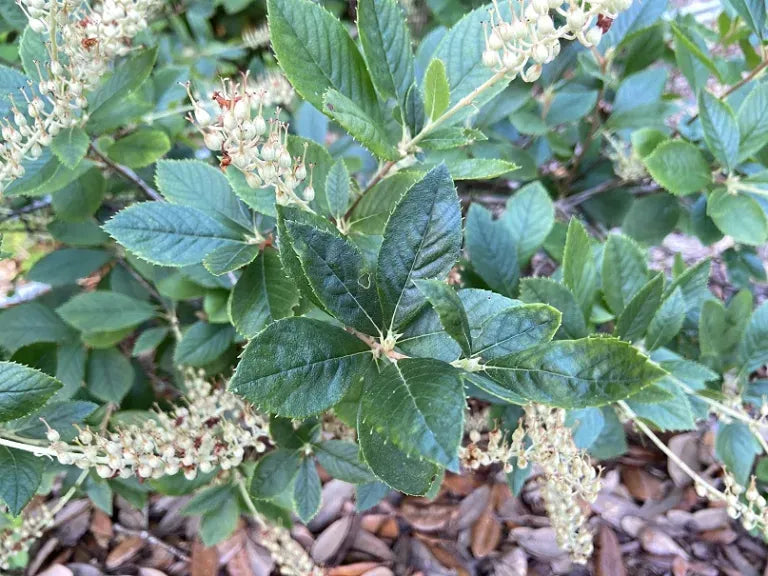 Clethra Alnifolia Sixteen Candles - View 18 from www redcrocus com