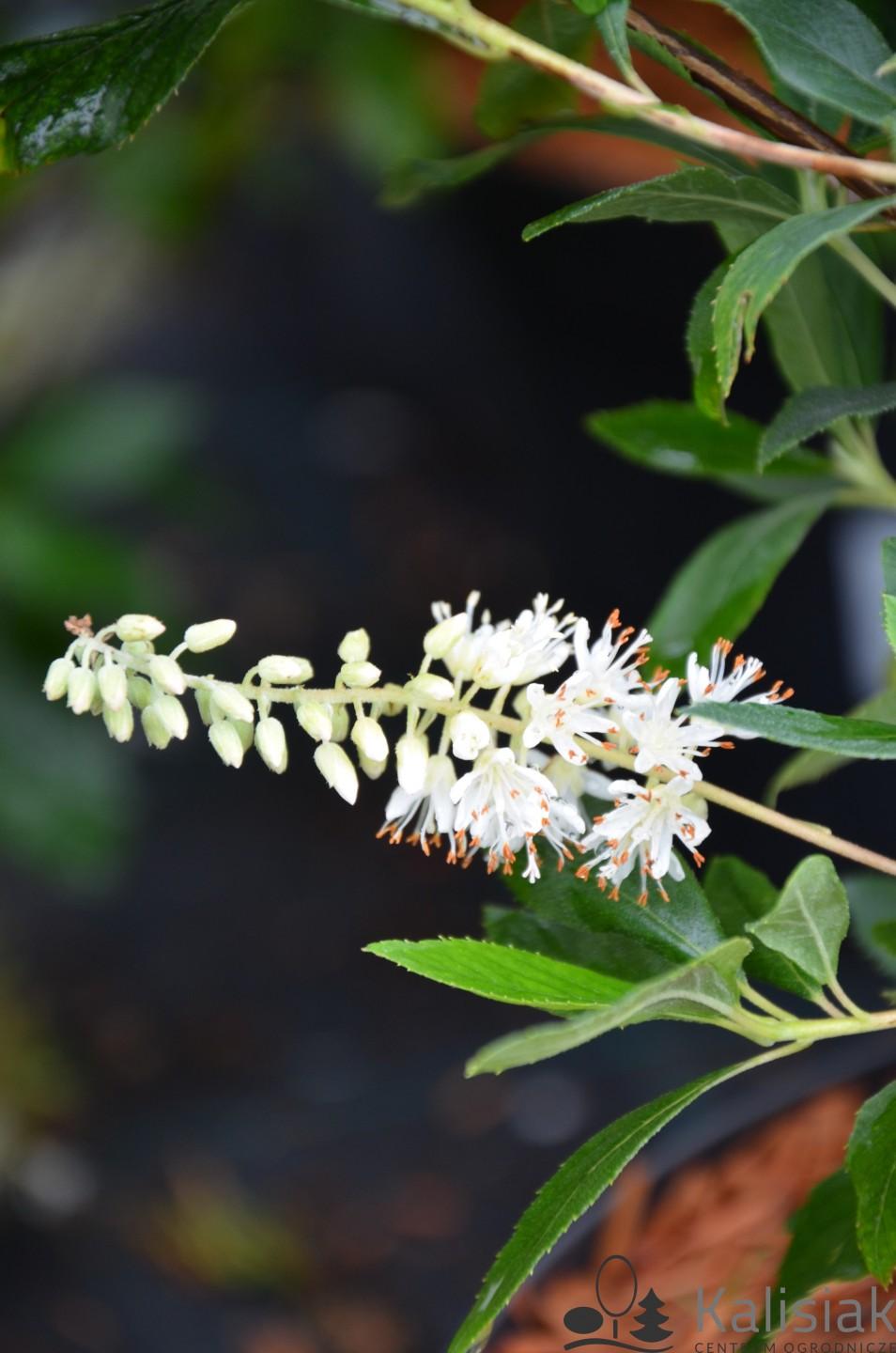 Clethra Alnifolia Sixteen Candles - View 4 from www redcrocus com