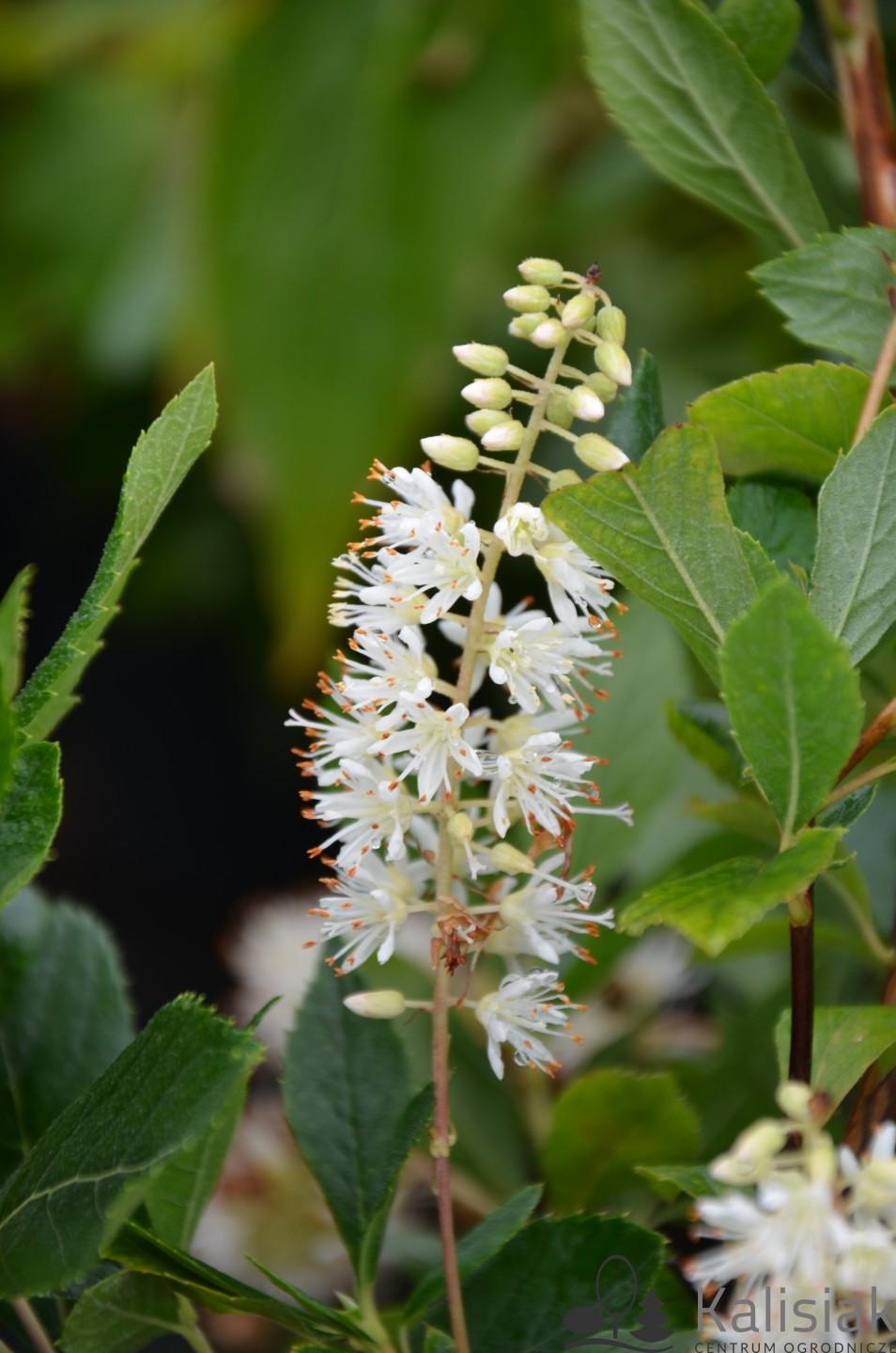 Clethra Alnifolia Sixteen Candles - View 5 from www redcrocus com