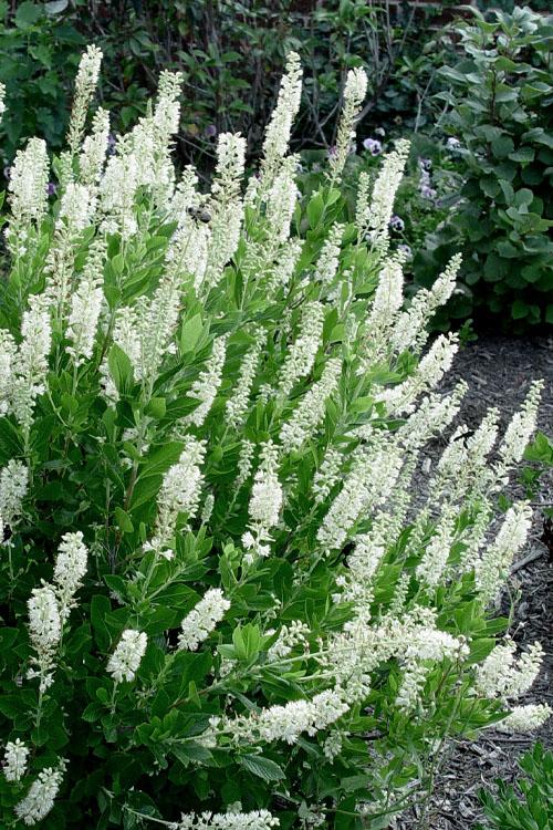 Clethra Alnifolia Sixteen Candles - View 6 from www redcrocus com