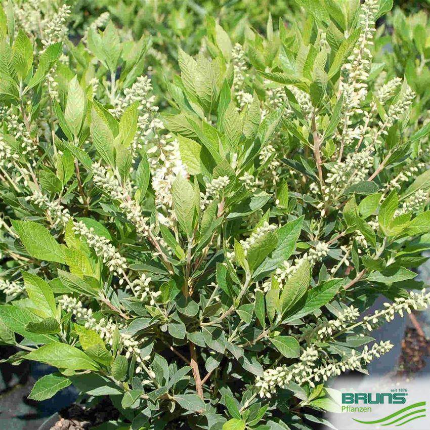 Clethra Alnifolia Sixteen Candles - View 8 from www redcrocus com